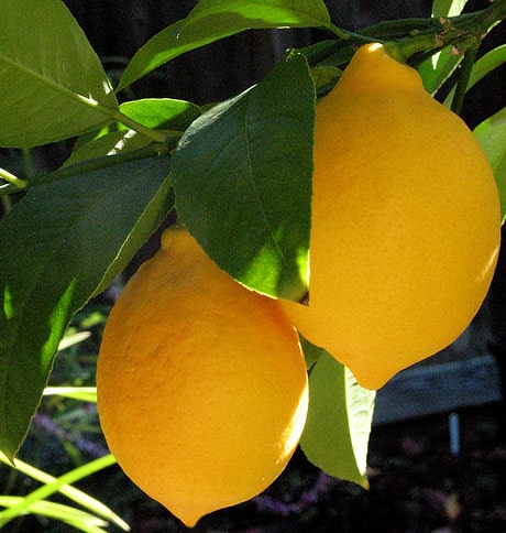 Meyer Lemons ripening on backyard tree