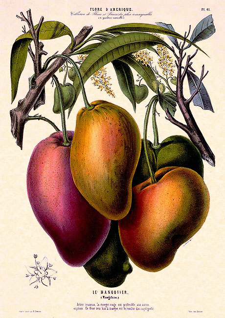 Mango botanical, Chromolithographs by Etienne Denisse