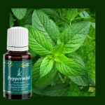 bottle of young living peppermint essential oil with peppermint plant
