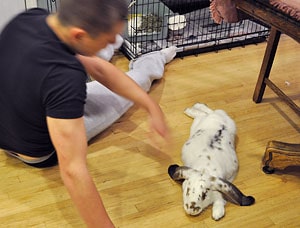 teen boy inviting a relaxed lop ear rabbit to play
