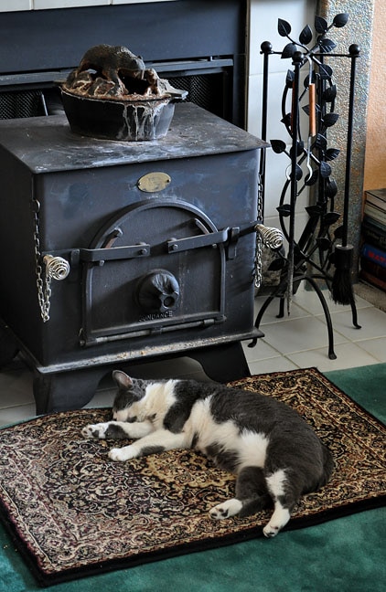 image gray and white cat sleeping by cast iron wood stove