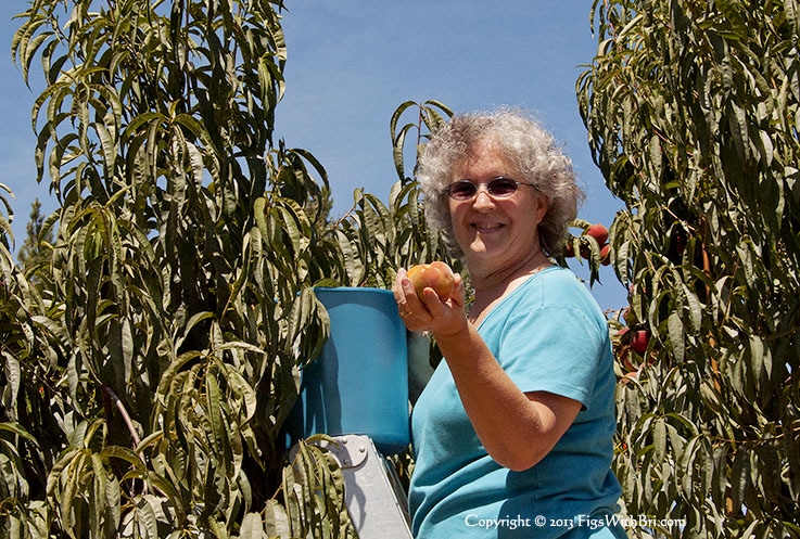 smiling senior woman picking peaches on a ladder