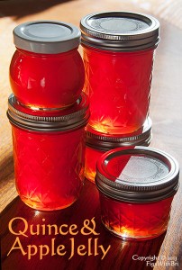 quince apple jelly glowing in sunlit jars