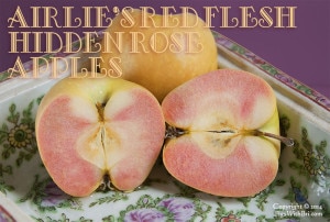 hidden rose airlie's red flesh apples